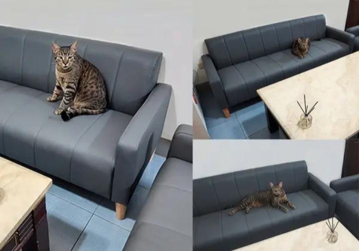 家具搬運案件圖片