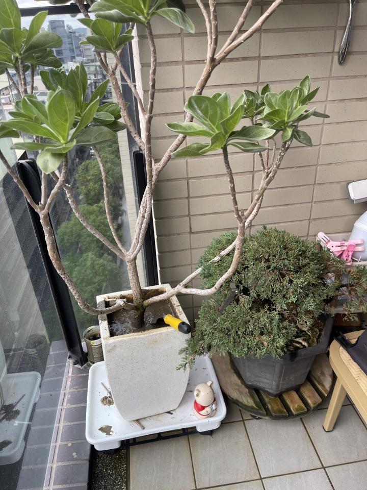 園藝維護案件圖片