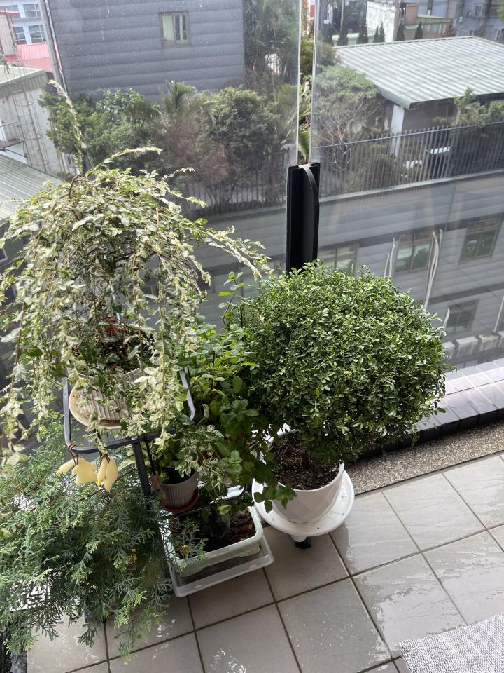 園藝維護案件圖片