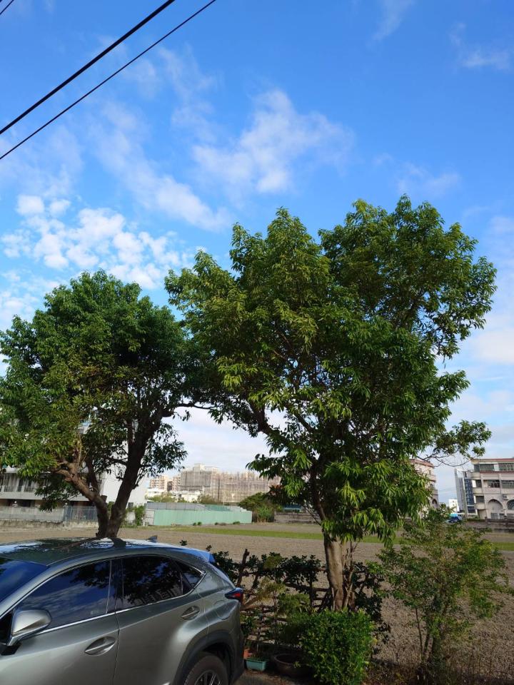 園藝維護案件圖片