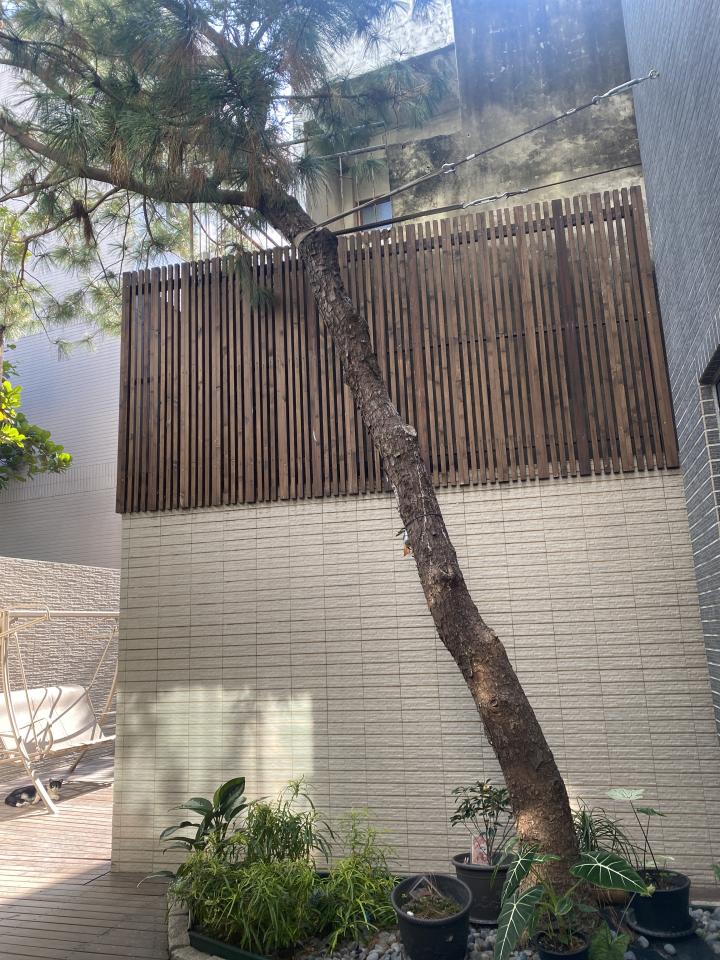 園藝維護案件圖片