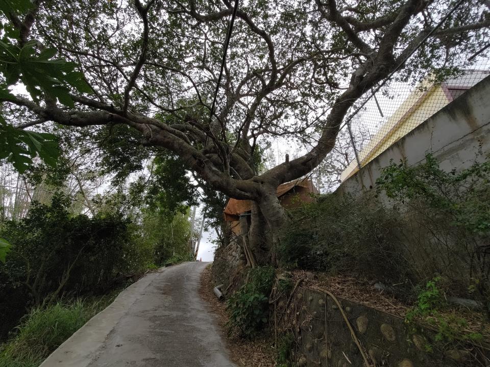 園藝維護案件圖片