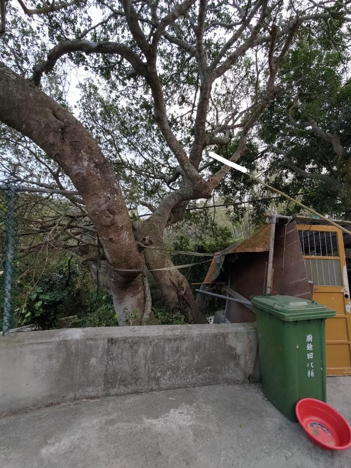 園藝維護案件圖片