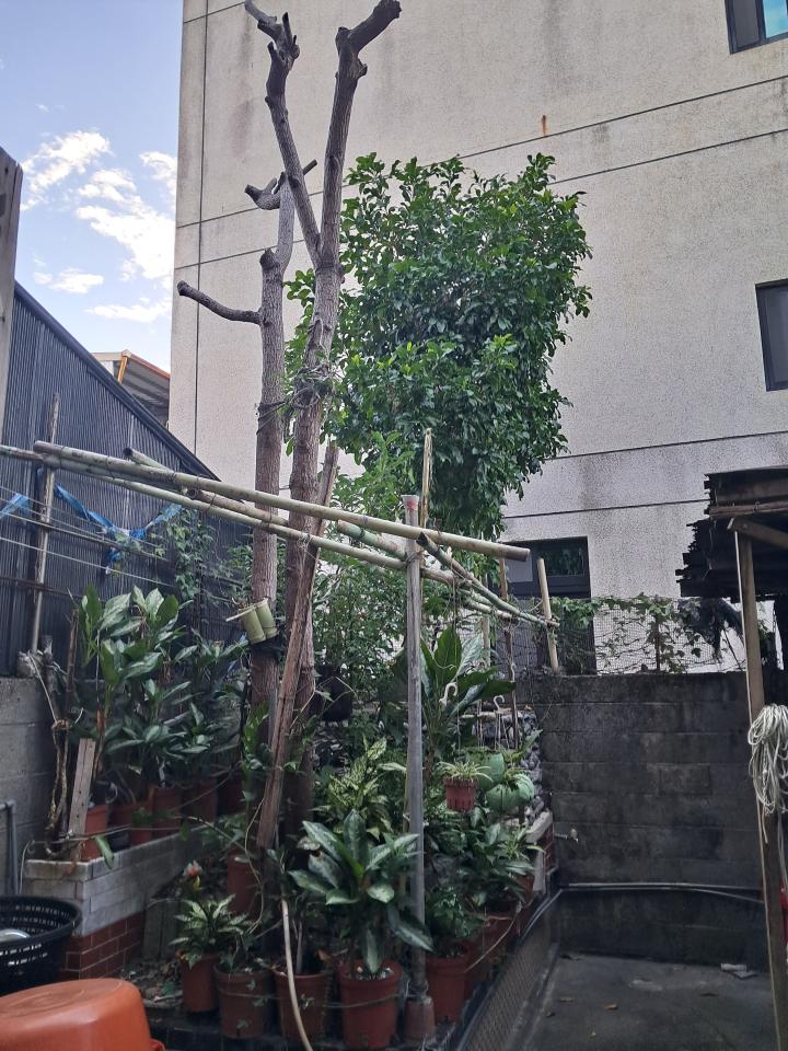 園藝維護案件圖片