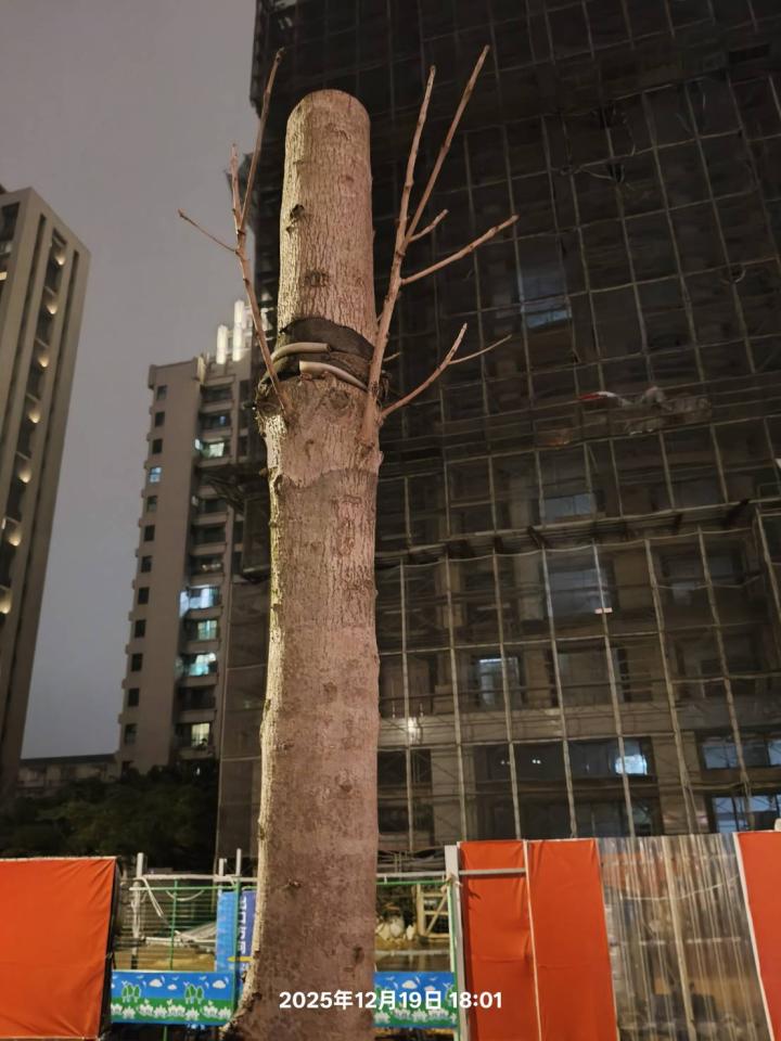 植物診療師案件圖片