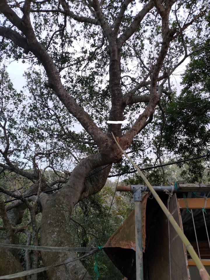 園藝維護案件圖片