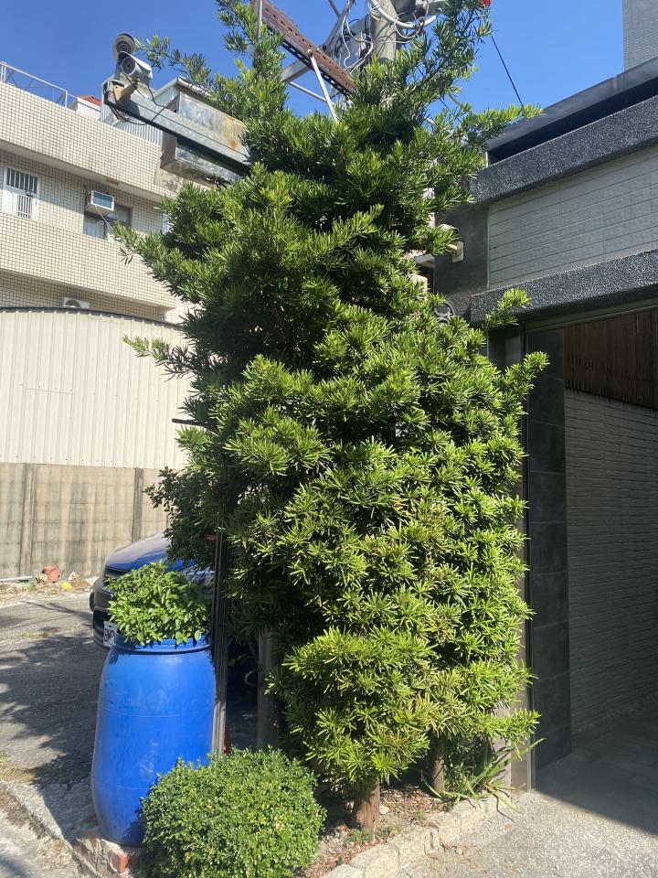 園藝維護案件圖片