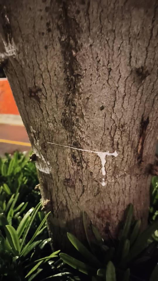 植物診療師案件圖片