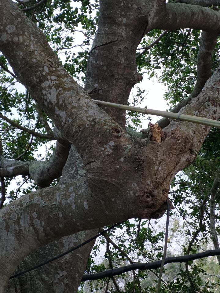 園藝維護案件圖片