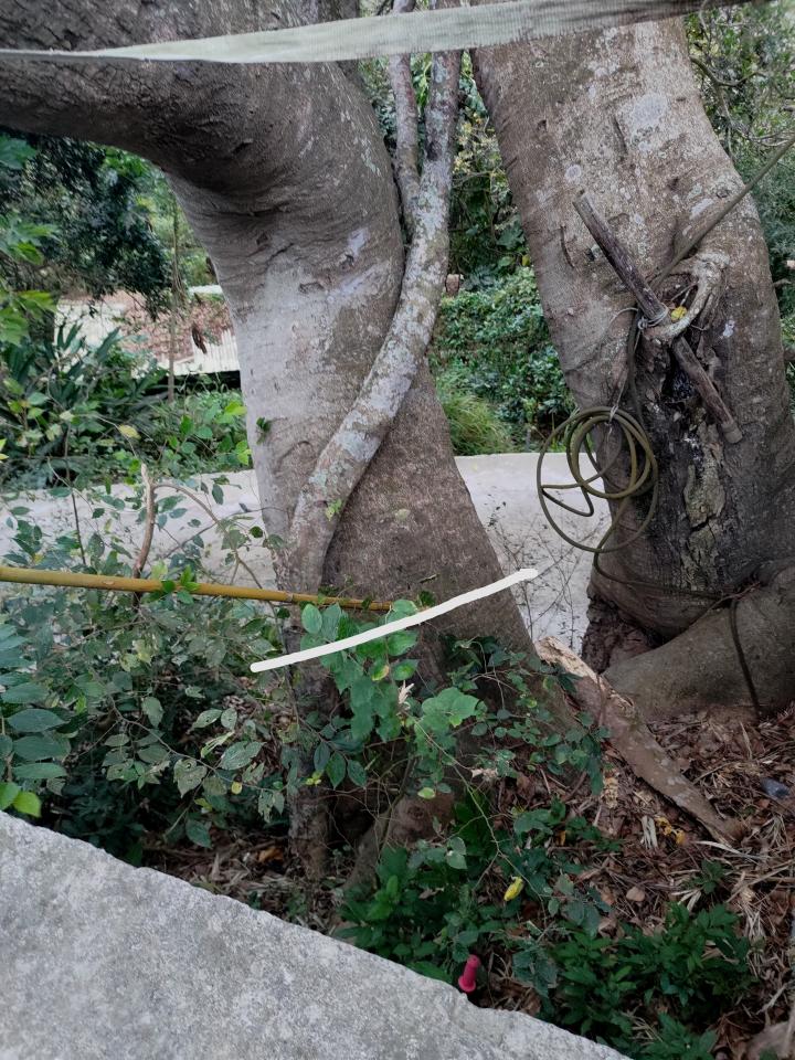 園藝維護案件圖片