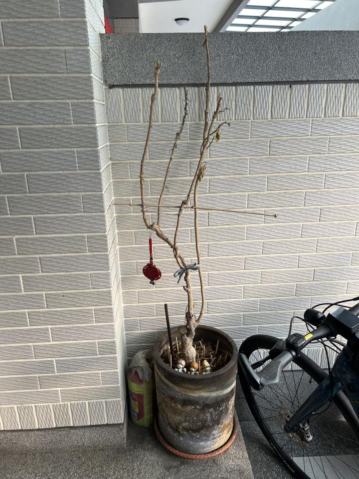 園藝維護案件圖片