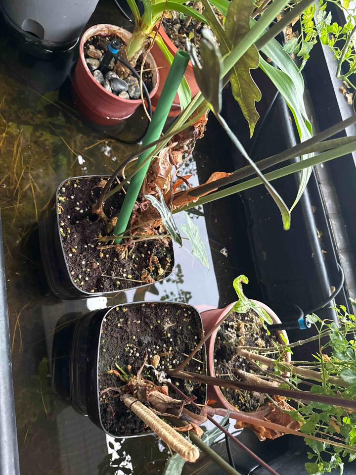 園藝維護案件圖片