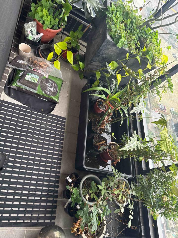 園藝維護案件圖片