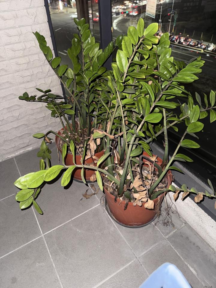 園藝維護案件圖片