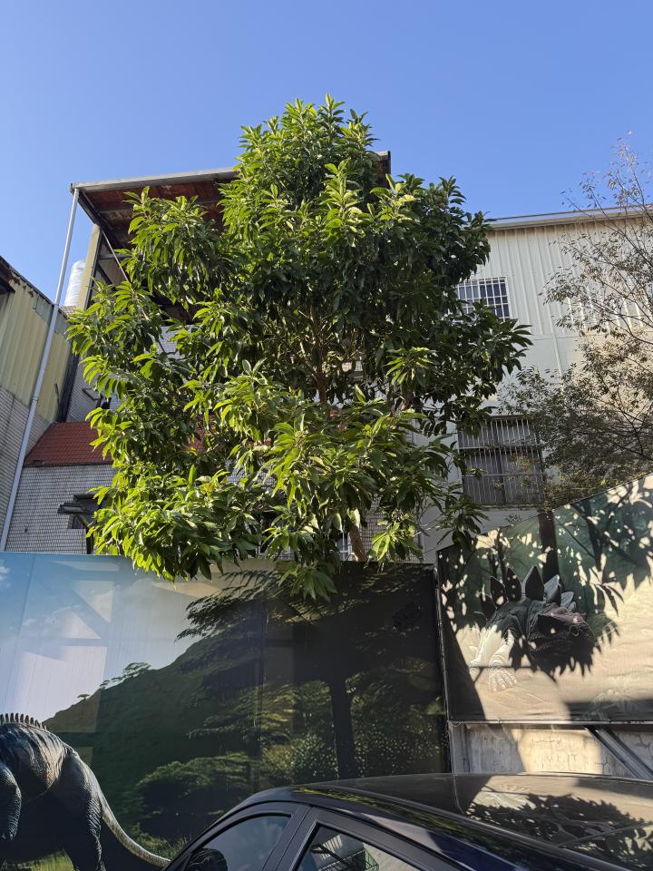 園藝維護案件圖片