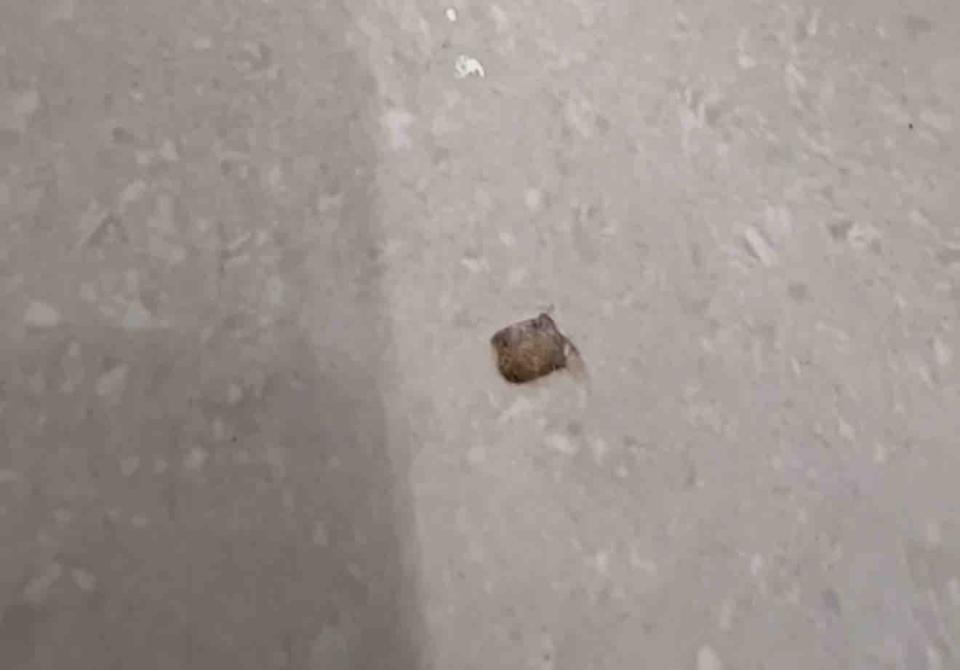 地板維修案件圖片