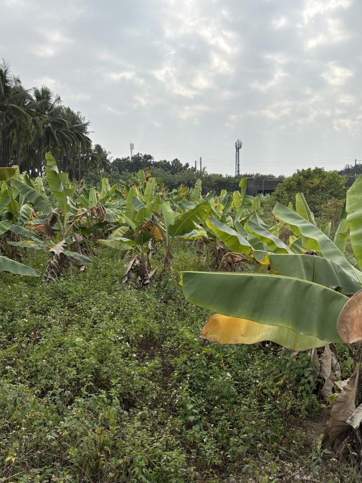 園藝維護案件圖片