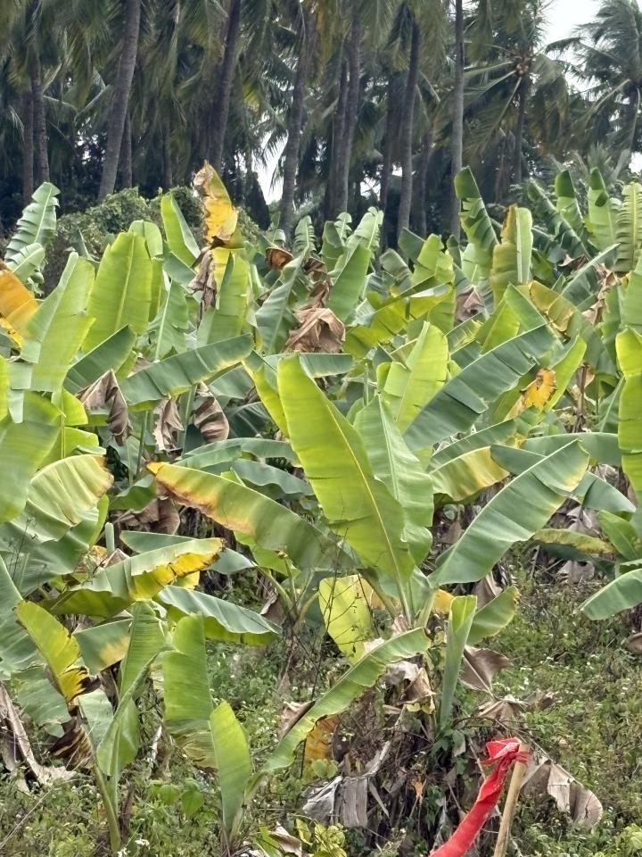 園藝維護案件圖片