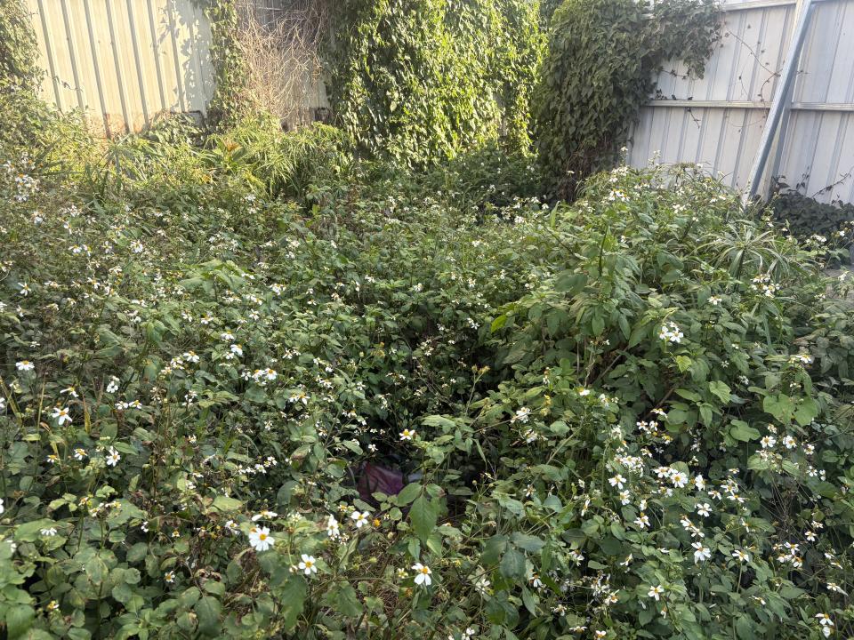 園藝維護案件圖片