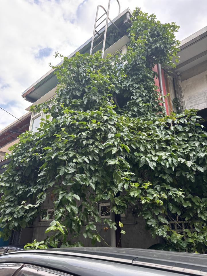 園藝維護案件圖片