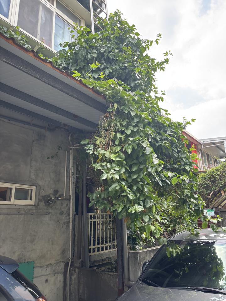 園藝維護案件圖片