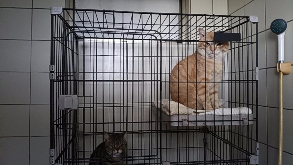 載貨運輸服務案件圖片