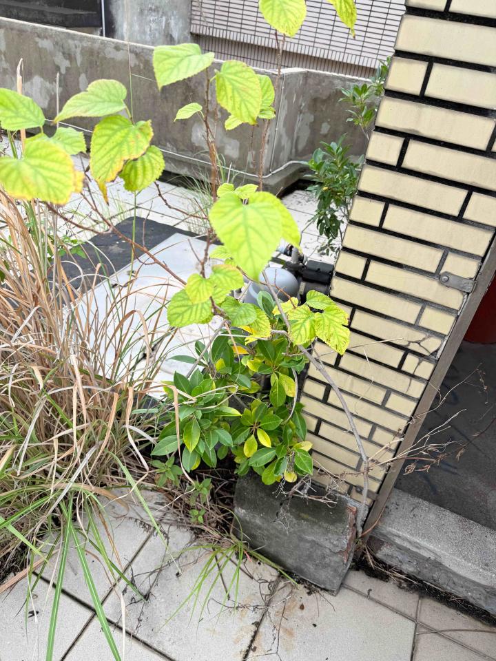 園藝維護案件圖片