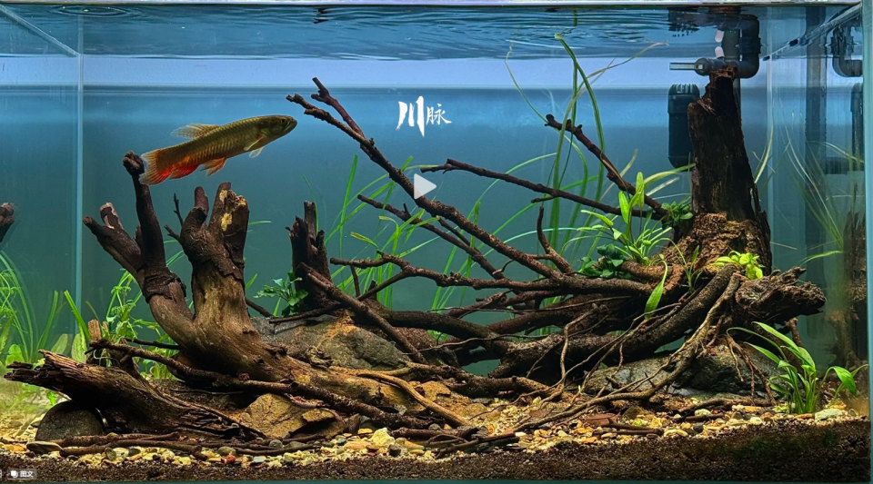 魚缸設計案件圖片