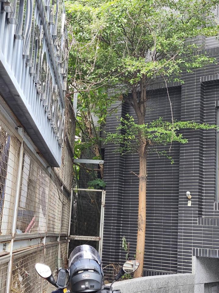 園藝維護案件圖片