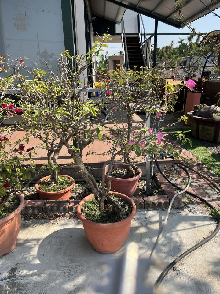 回頭車案件圖片