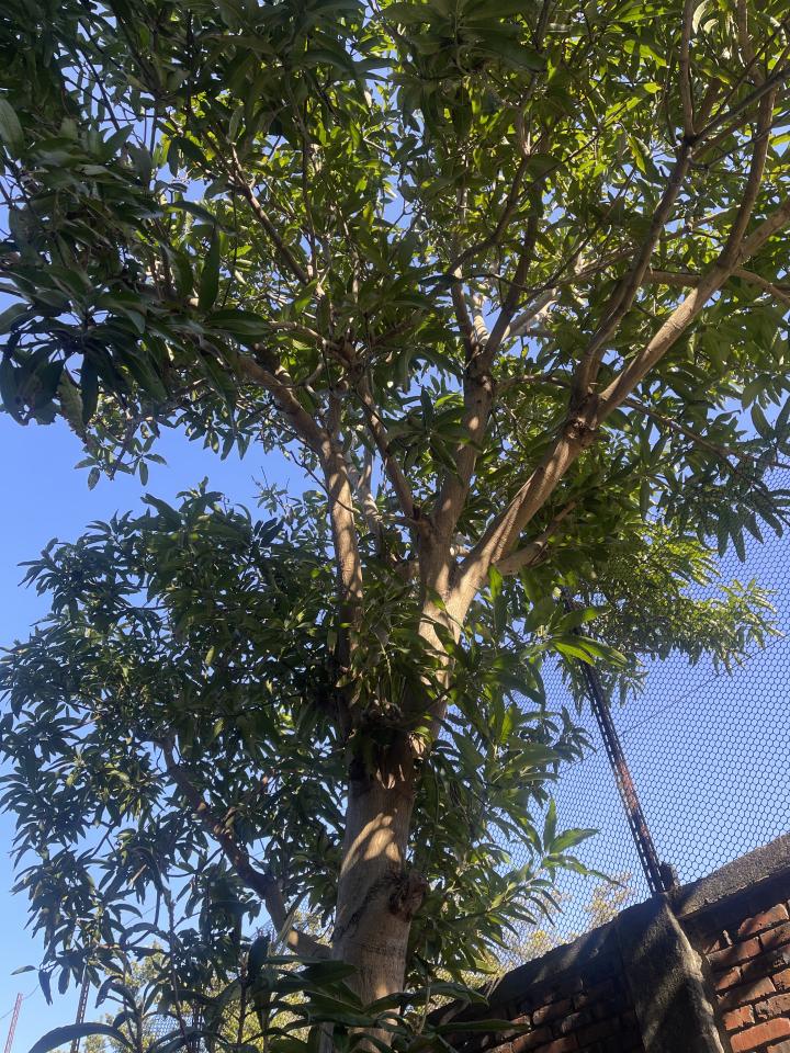 園藝維護案件圖片