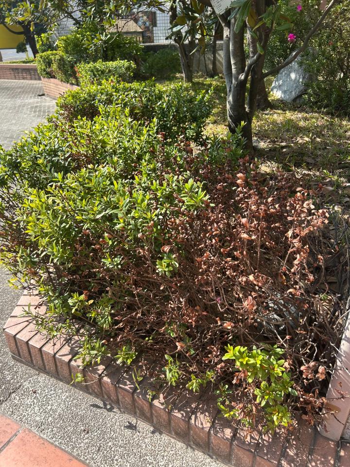 園藝維護案件圖片