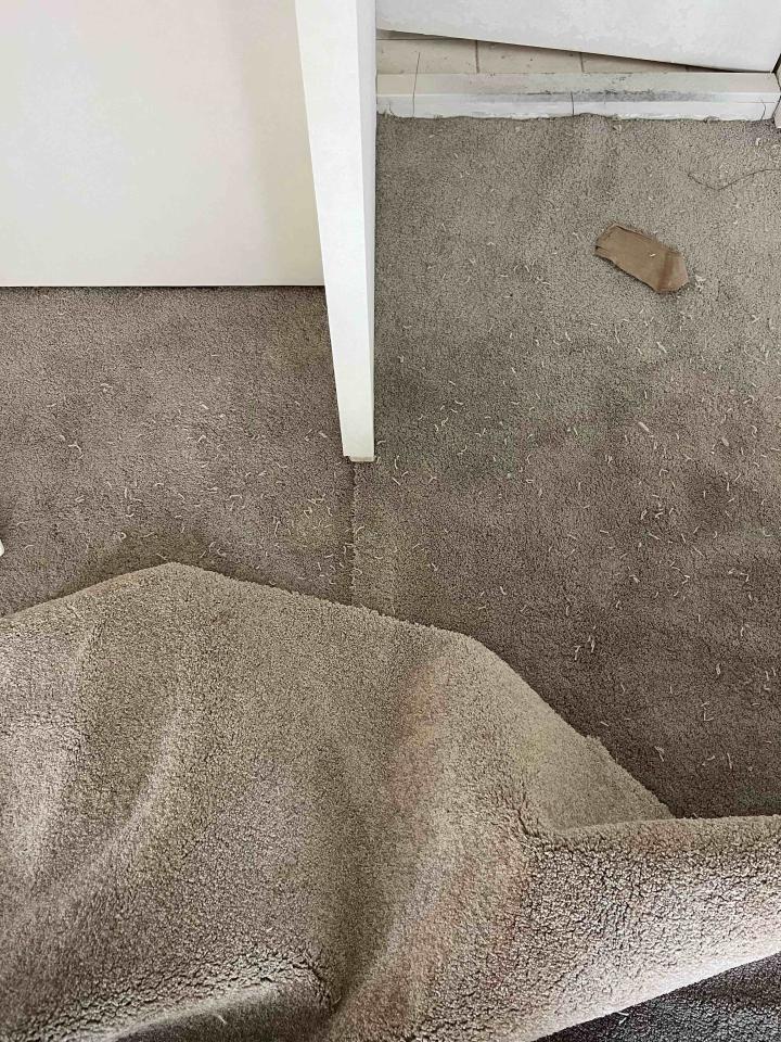 地毯訂製案件圖片