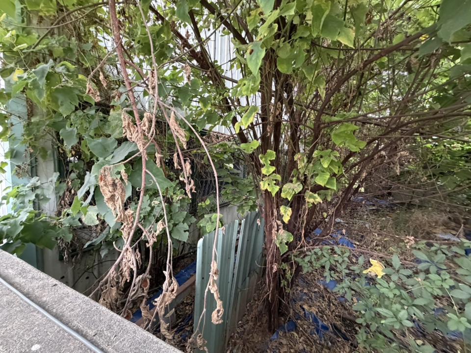 園藝維護案件圖片