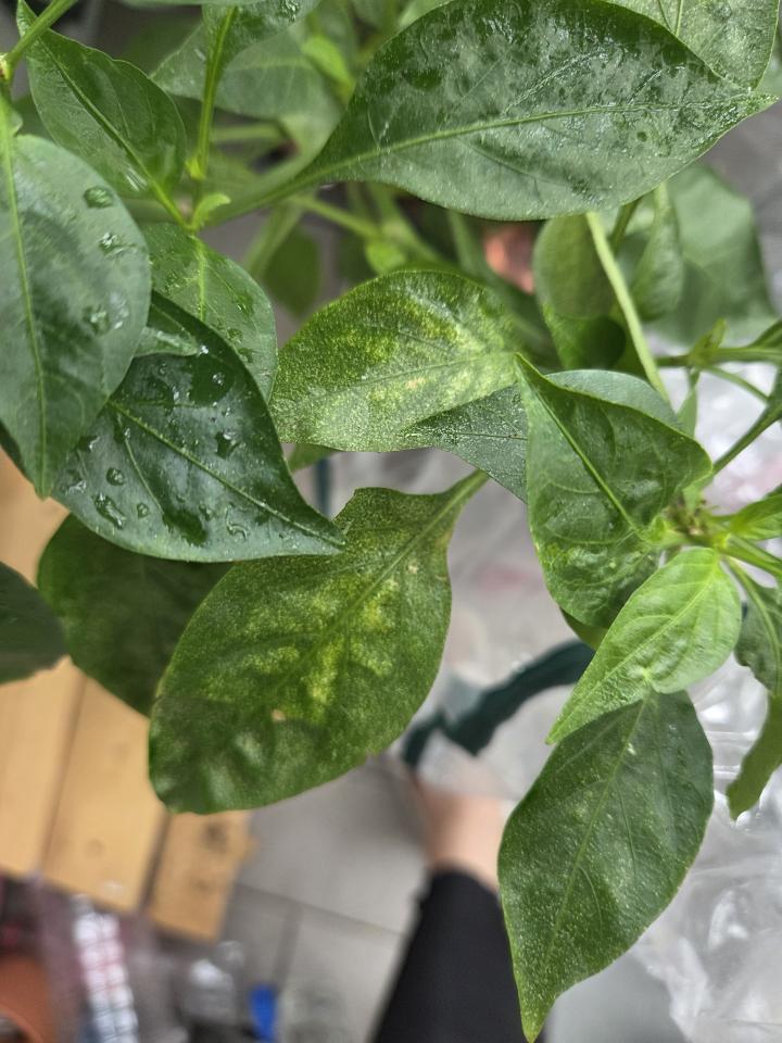 植物診療師案件圖片