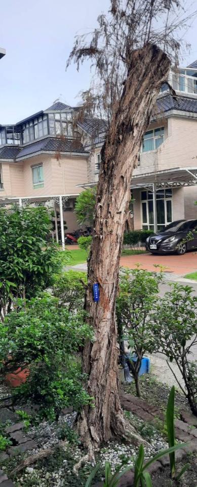 園藝維護案件圖片