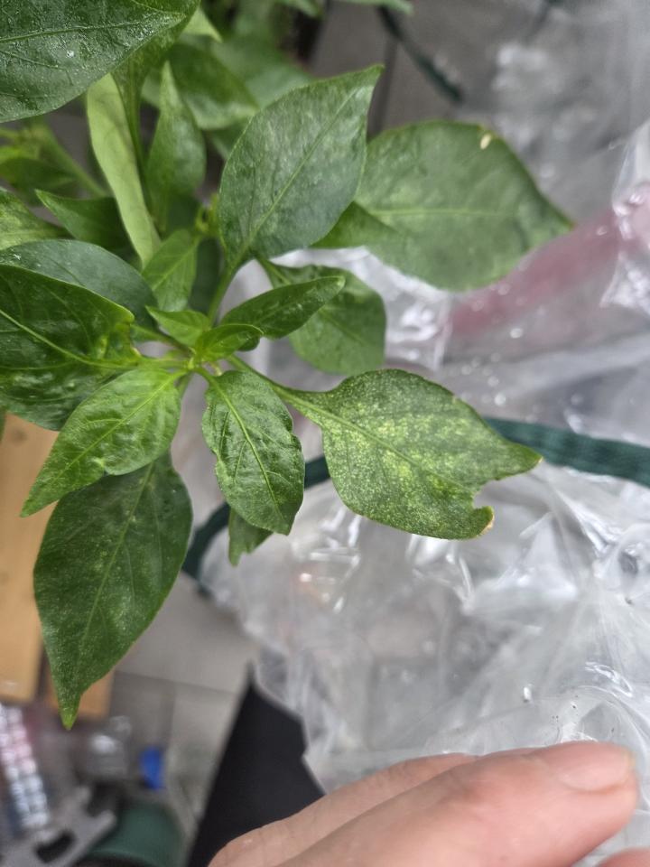 植物診療師案件圖片