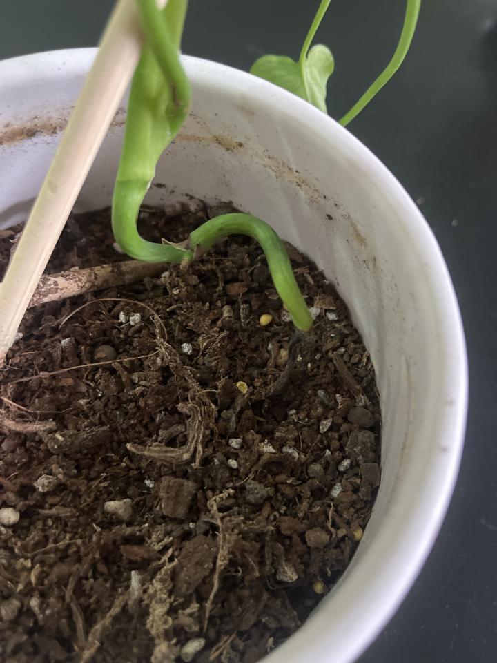 植物診療師案件圖片