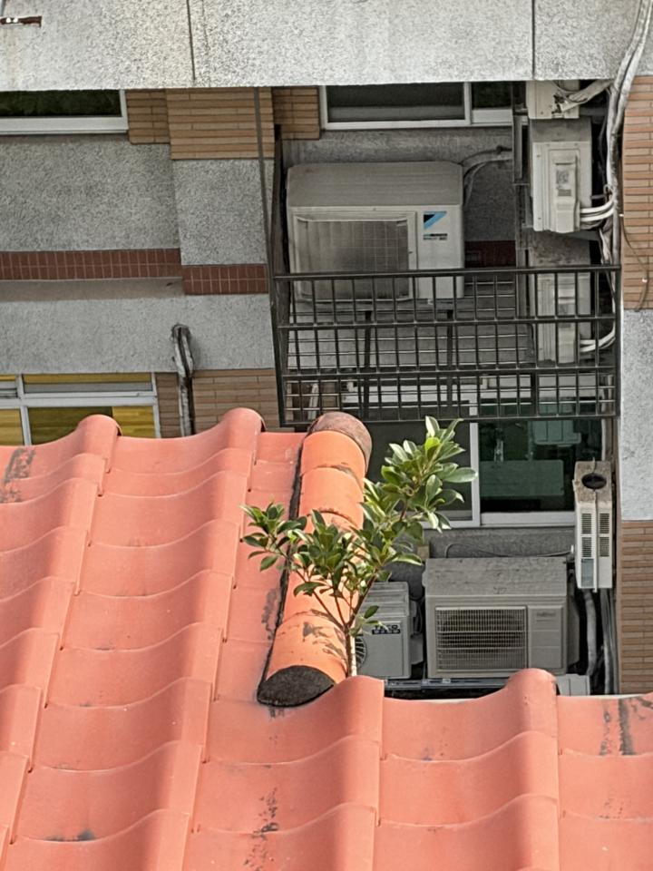 園藝維護案件圖片