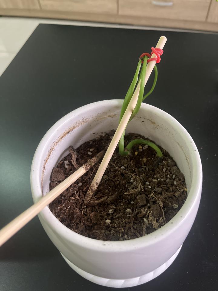 植物診療師案件圖片