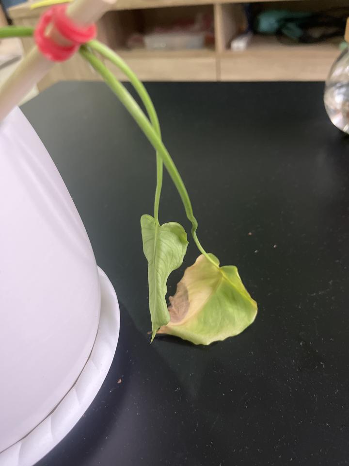 植物診療師案件圖片