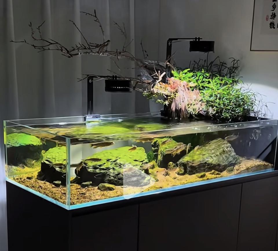 魚缸設計案件圖片