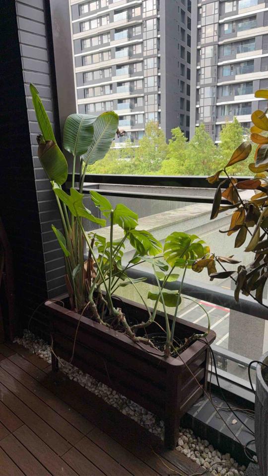 園藝維護案件圖片