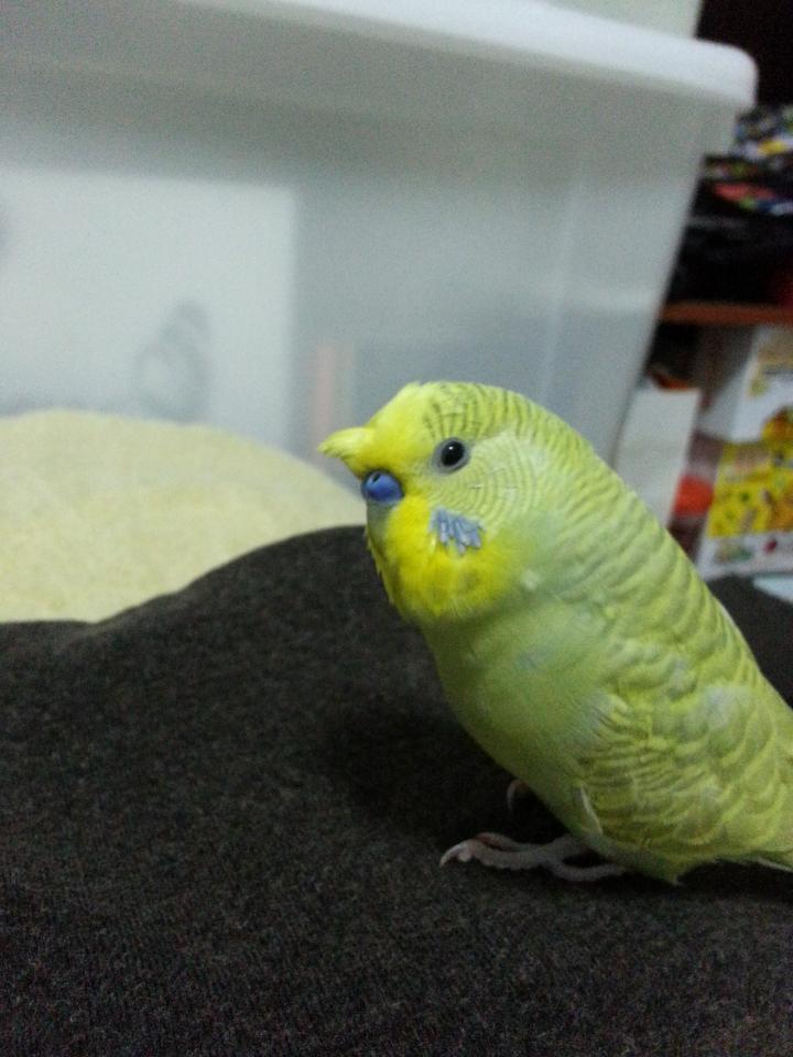 標本製作案件圖片