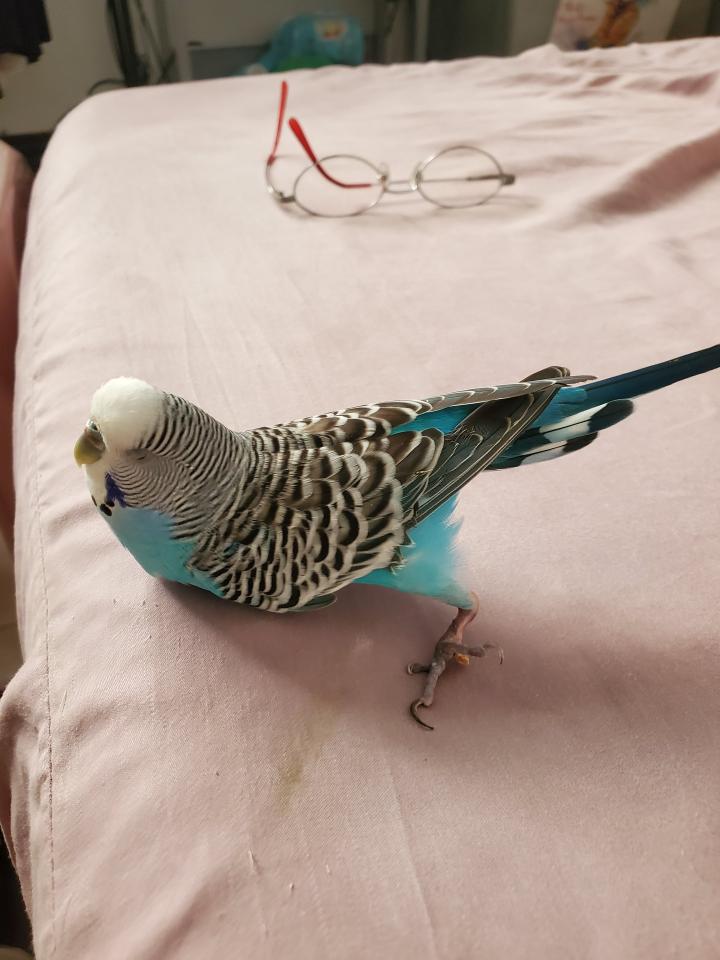 標本製作案件圖片