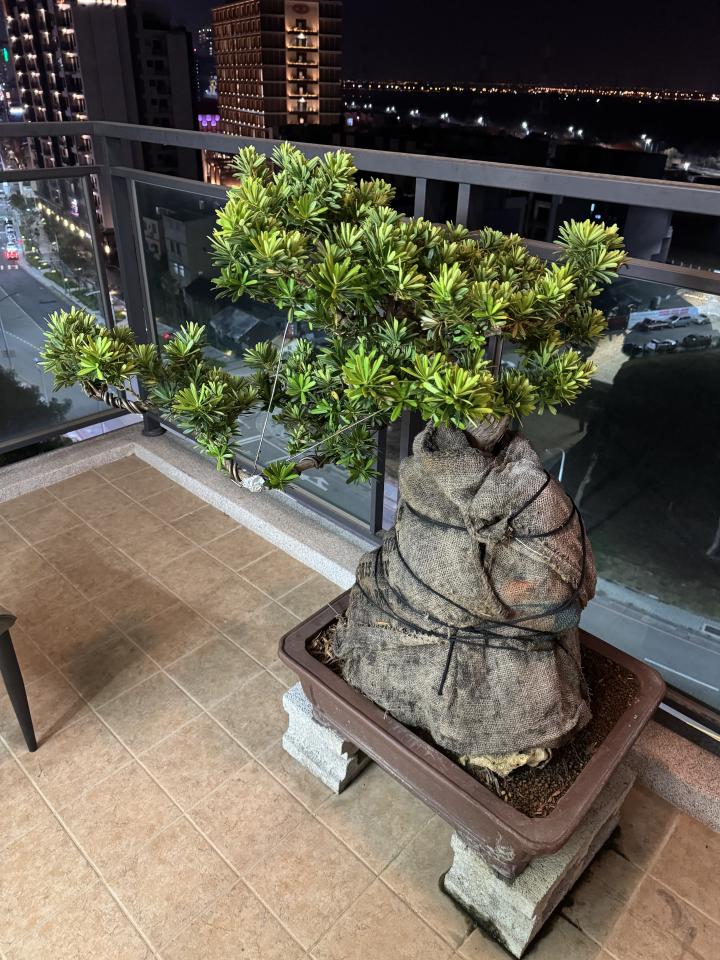 園藝維護案件圖片