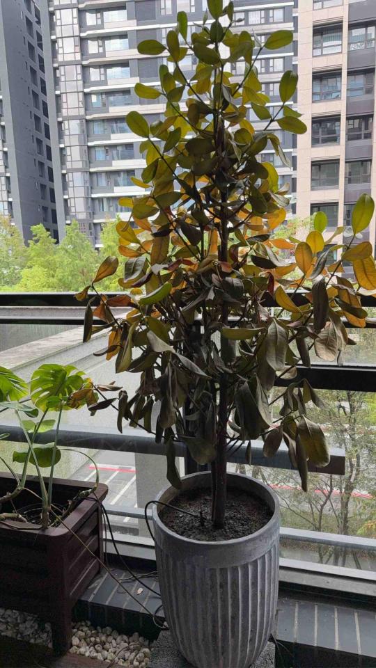 園藝維護案件圖片