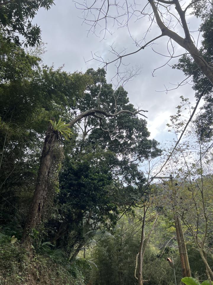 園藝維護案件圖片