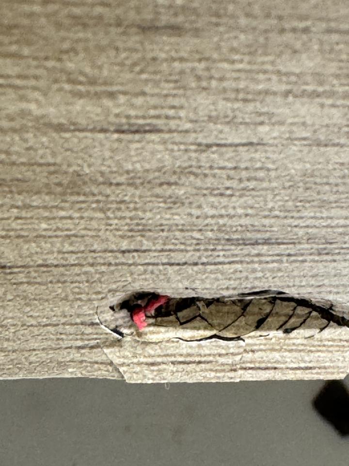 沙發修理案件圖片