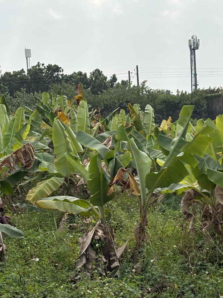 園藝維護案件圖片